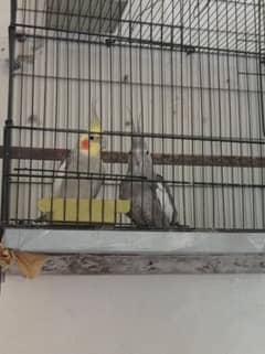 Cockatiel
