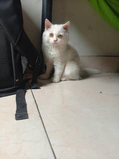  Adorable White Persian Kitten for Sale! 