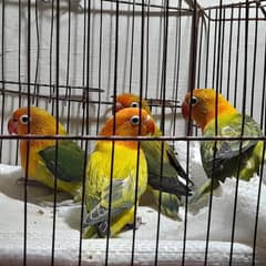 lovebirds