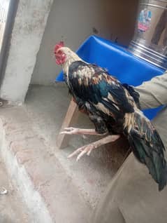 clever hen