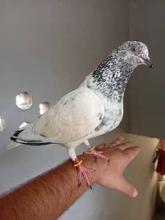handtamed pigeon kabotar