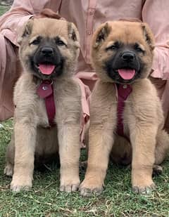 King kurdish kangaal pair pure breed security dog 2months for sale