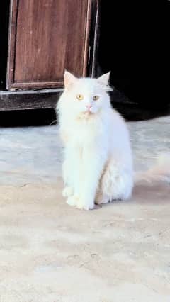 Persian
