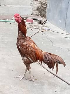 Aseel Murga