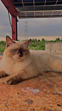 Siamese