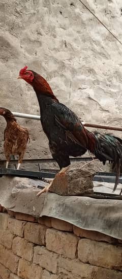 meya wali aor Pakistan karce han