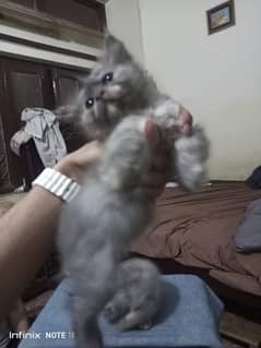 Persian triple coat  grey active kittens for sale