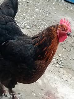 murgha murghi for sale