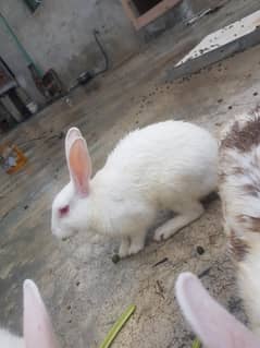 white red eyes breeder pair