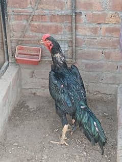 Black Japanese shamo jora
