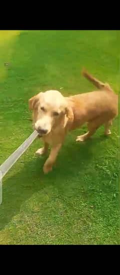Cute Dog
