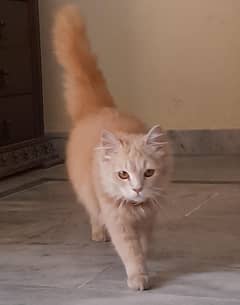 Persian