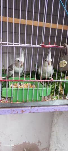 breeding pair