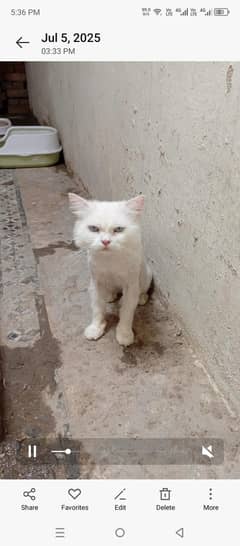 blue eyes male