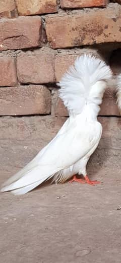 all jacobin  yellow tail chicks  black tail Female