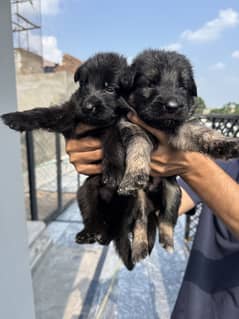 Black German Shepherd longhair