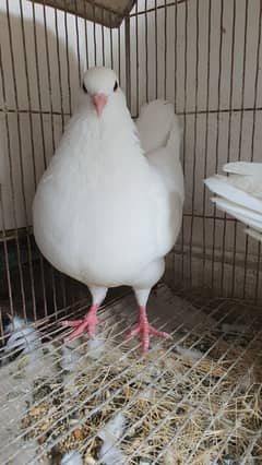 Pair Pigeon white with 6 months age