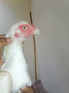 Aseel heera Chick's old blood line