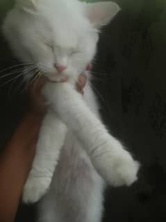 perian cat for sale full  tamed tripel cot