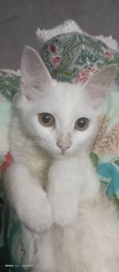 4 months female Persian cat pure white