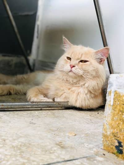 Trained Persian Male Stud