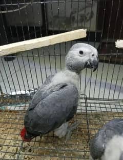 African grey parrot chicks for sale+0319+6910+724