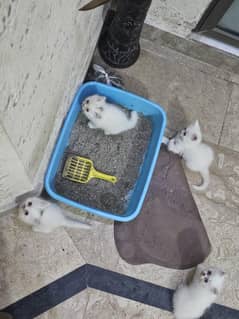 40 dayes male 4 kittens