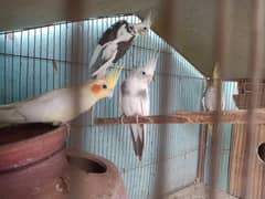 Pair