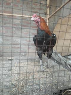 Aseel murga 4 Sale