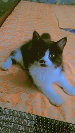 persian cats