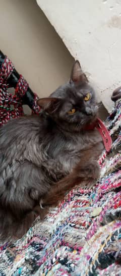 female cat