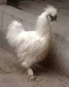 white silky Male