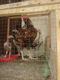 aseel pair hens or chick for sale