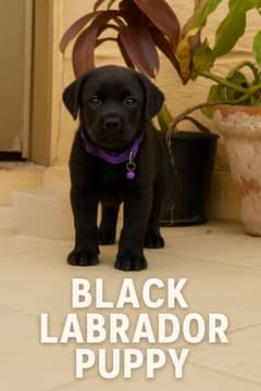 English Labrador Retriever Puppy – Female – 40 Days – Black