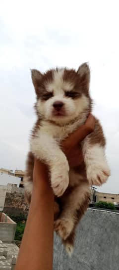 Siberian husky pedigree and non ped puppies available
