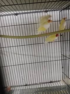 lutino gouldian finches