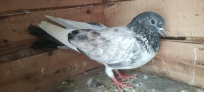 pigeon