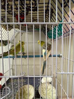 Budgies