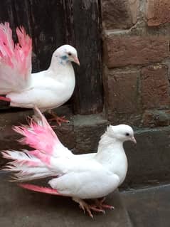 pigeon 