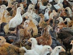 Golden Misri fresh chicks pathian pathway 500g available