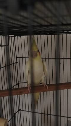 Jumbo Size Breeder Common White Female.