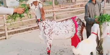 desi Bakri for sale 0349,20,22,936