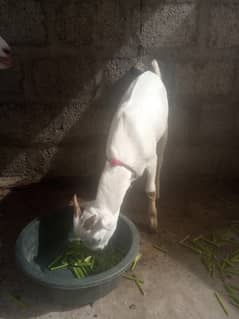 teddy Bakra age 5 months color white and ayes white
