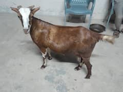 Teddy Bakri For Sale