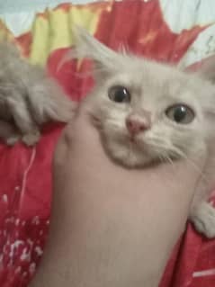 3 persian kittens skin and brown colour healthy and playful