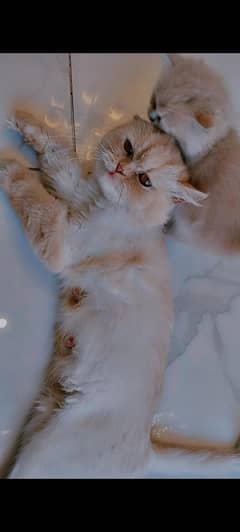 Persian