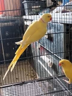 yellow Ring nack top quality breeder pair  pair for sale