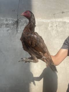 Mianwalixshamo females for sale