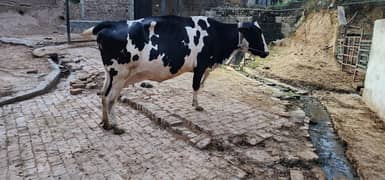 milking