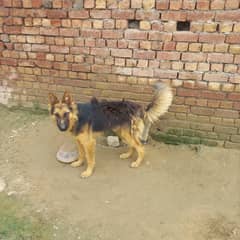 German shepherd Dog